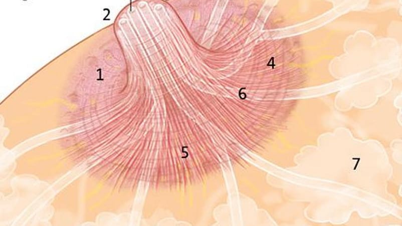 illustration mamelon