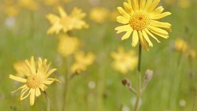 Arnica