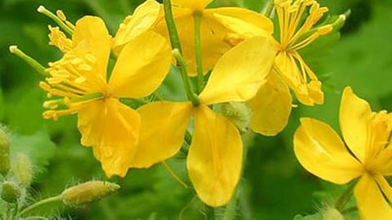 chelidonium
