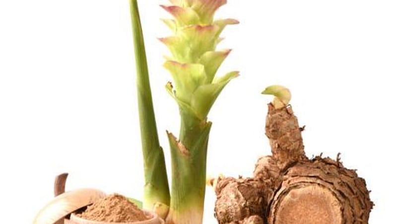 curcuma