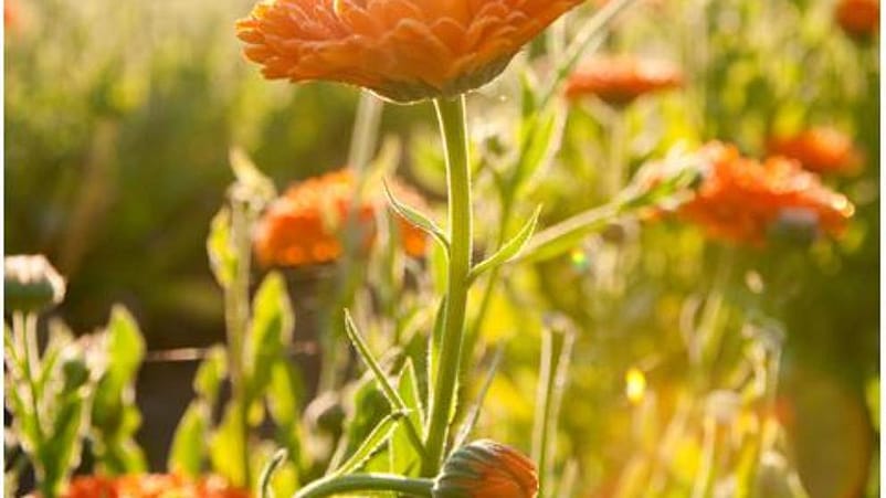 calendula flower in the sun