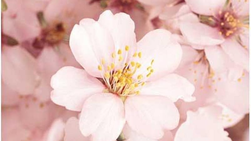 closeup of a pink flower