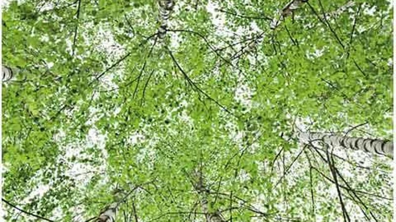 under view of a birch tree