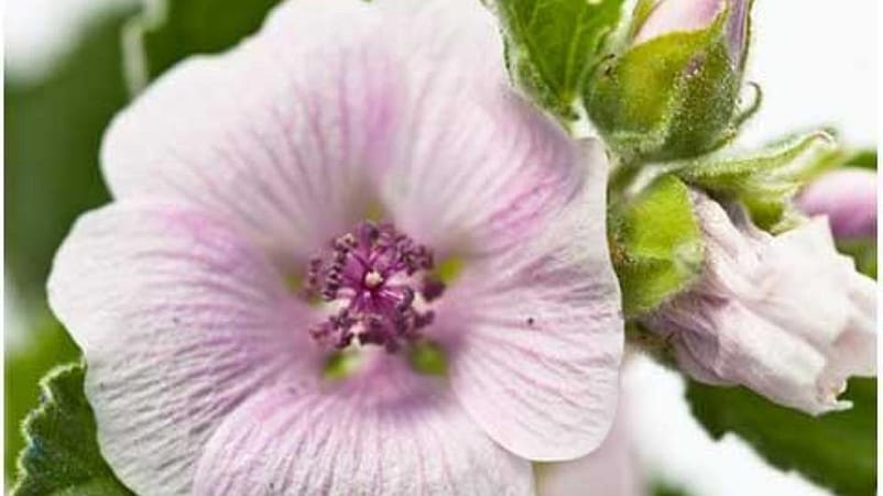 closeup white mallow flower