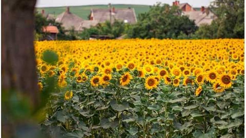 sunflower field
