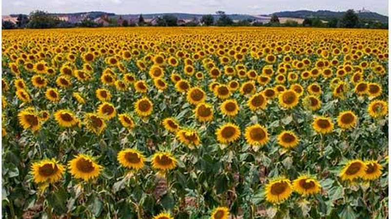 sunflower field