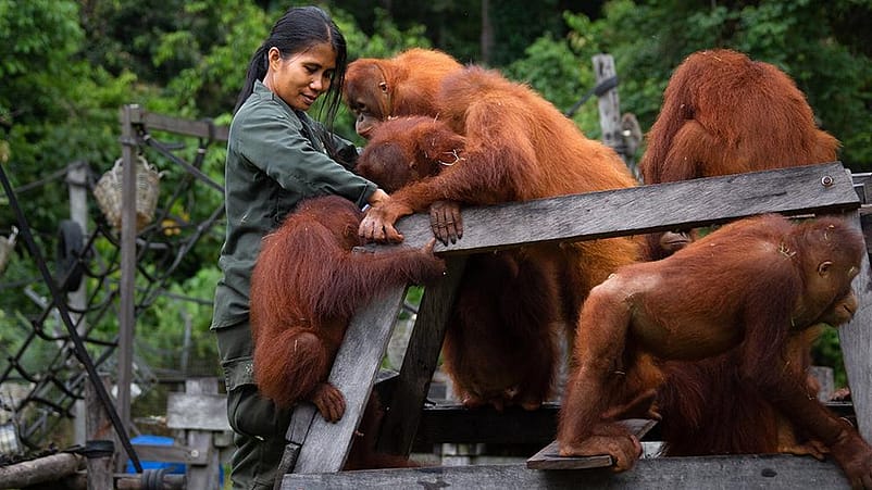 scimmie con una persona