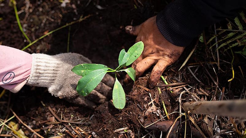 due mani nel terreno