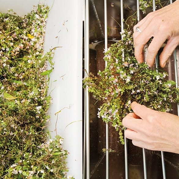 Une femme trie des plantes