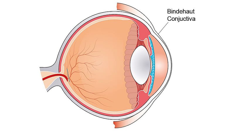 Illustration eines Auges