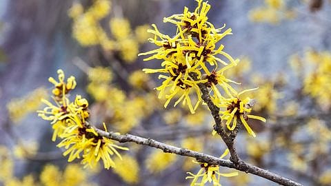 Gelbe Hamamelis Blueten