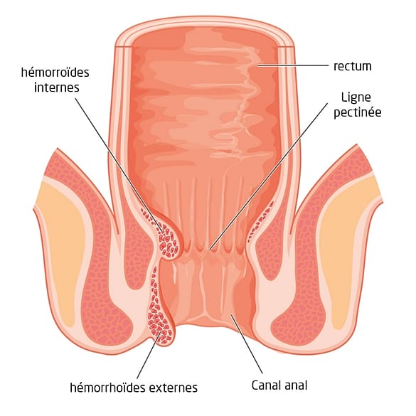 Coupe médicale transversale de l'anus
