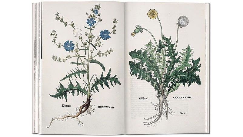 Illustration aus einem alten Heilpflanzenbuch