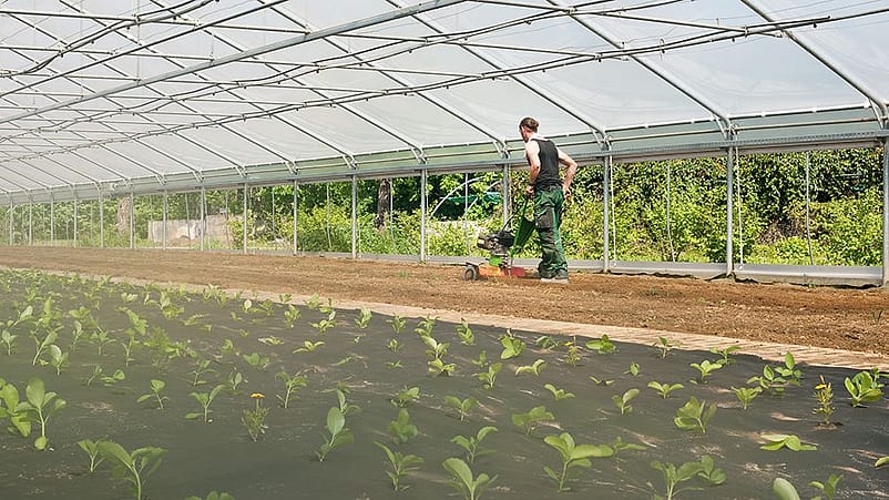 Ein Gaertner arbeitet in einem Gewaechshaus