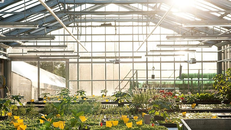 Gewaechshaus mit Pflanzen