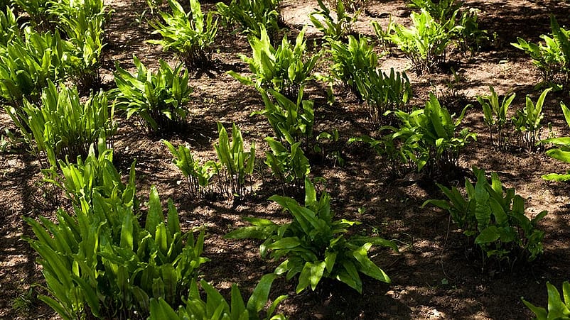 Kleine Pflanzen spriessen aus der Erde
