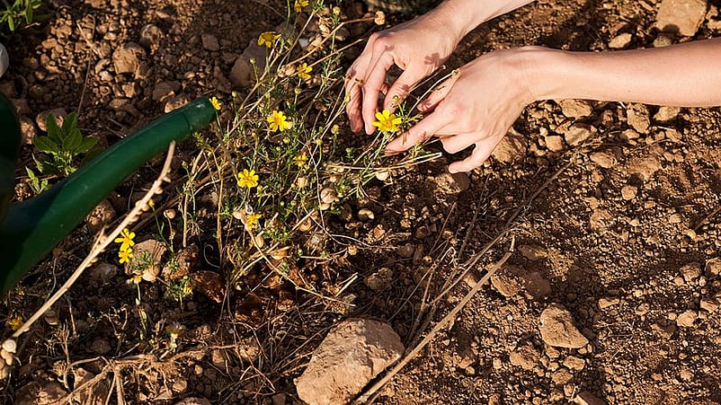 Zwei Haende arbeiten in der Erde