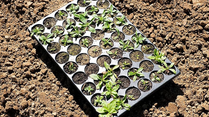 Schale mit Setzlingen steht auf der Erde