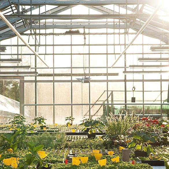invernadero con plantas en su interior
