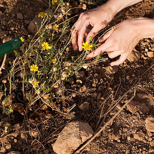 manos cultivando en la tierra