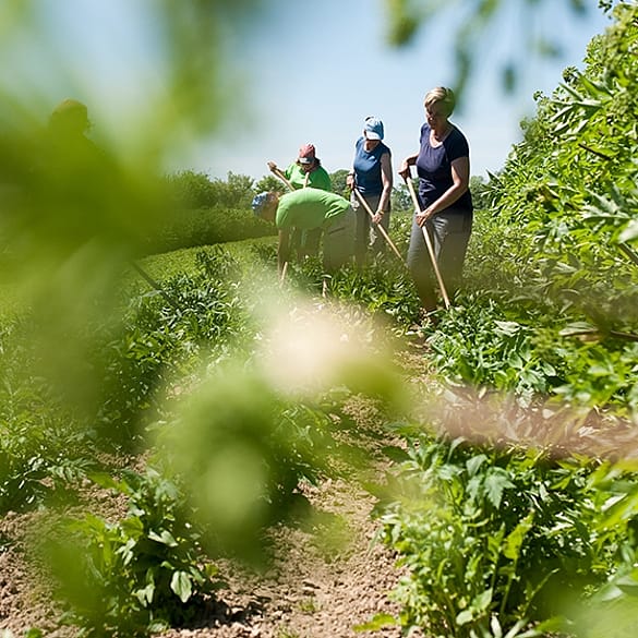 personas trabajando en el campo