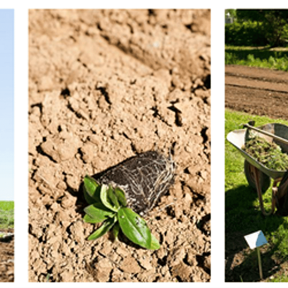persona trabajando en el campo en diferentes etapas: segar, cultivar, plantar...