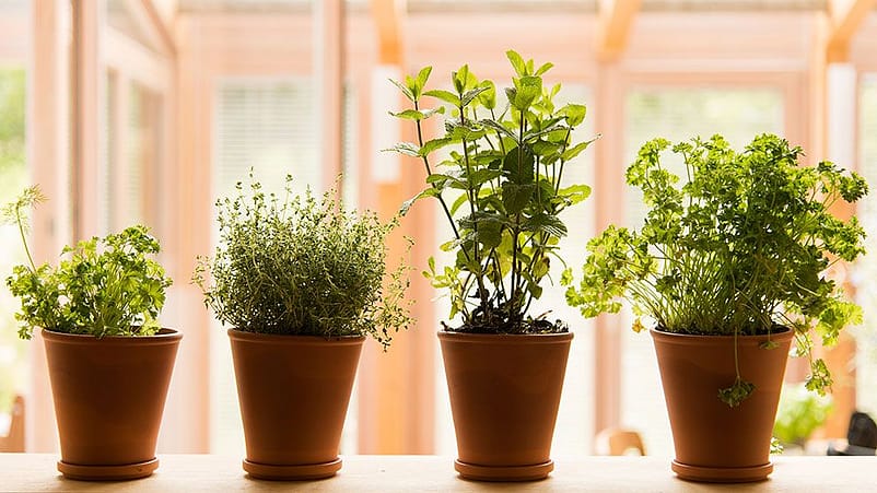 Herbes fraîches en pot