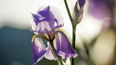 gros plan sur une fleur d'iris