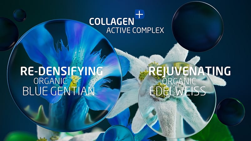 flores de genciana azul y edelweis