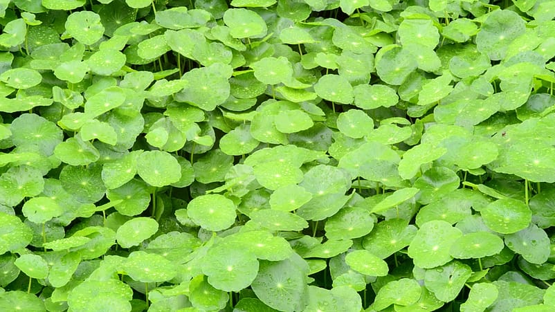 planta de centella asiatica