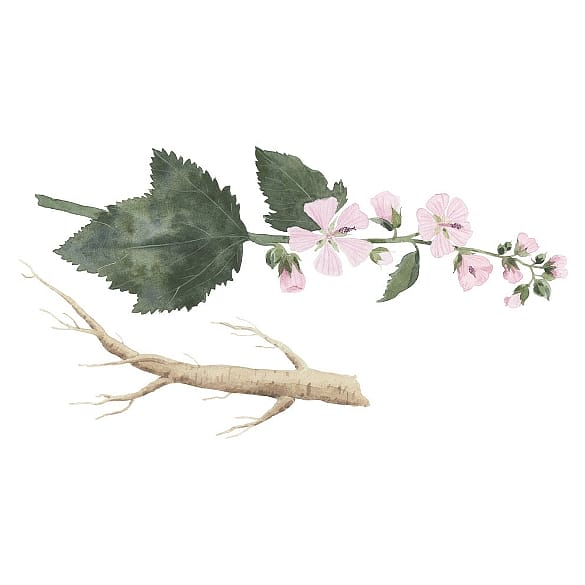 dibujo de planta de malva blanca