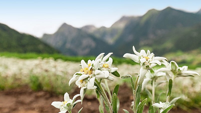 Plante Edelweiss face aux montagnes