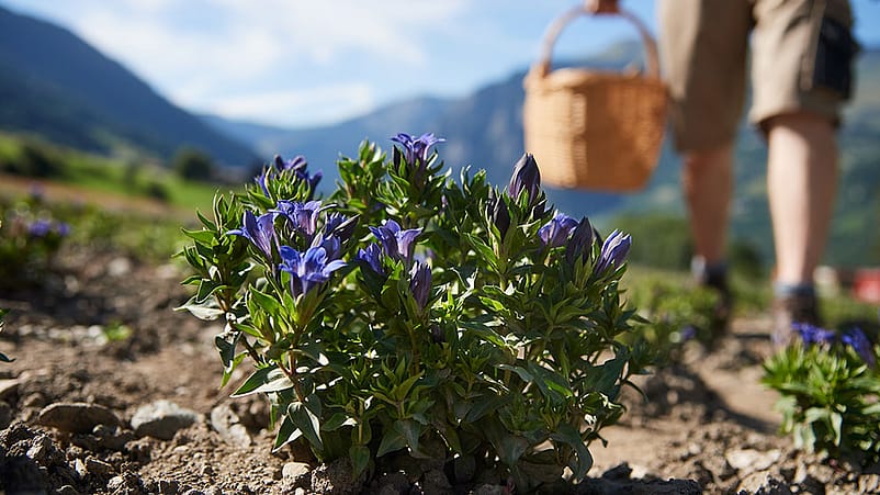 Récolte de gentiane bleue