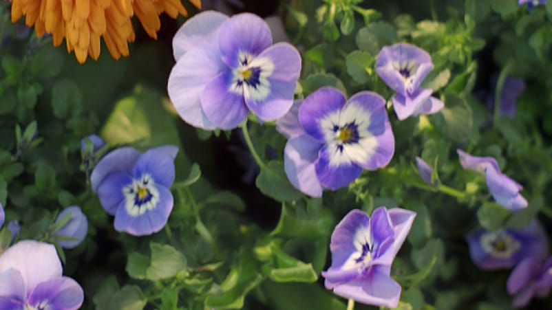 Fiori viola del pensiero