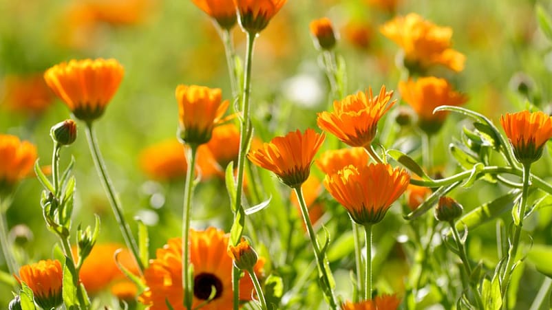 Calendula in de WELEDA tuin