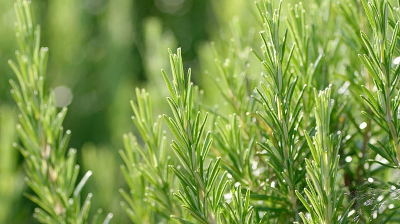 Rozemarijn geneeskracht