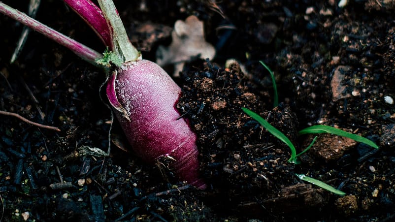 Radis en terre