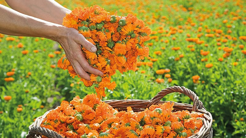 Calendula Blüten in Händen aus einem Korb