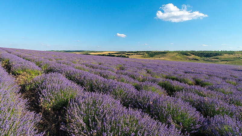 Lavendelfelder in Moldavien