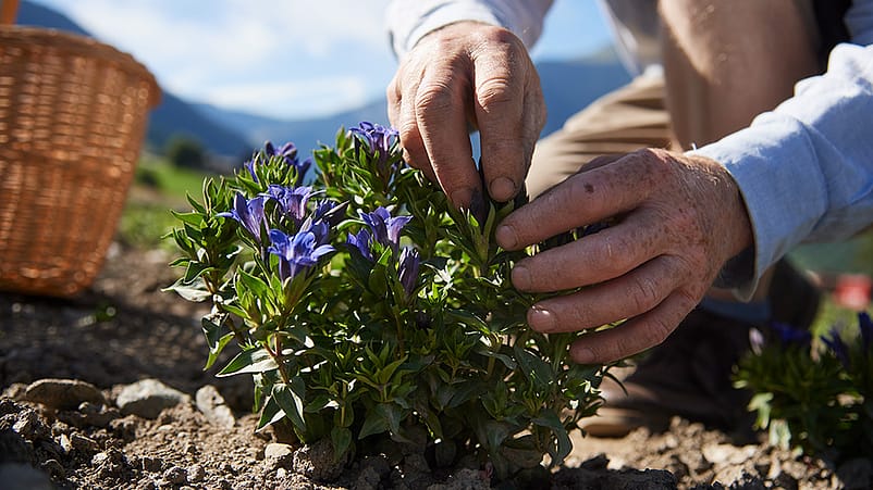 Mann pflückt Blauer Enzian