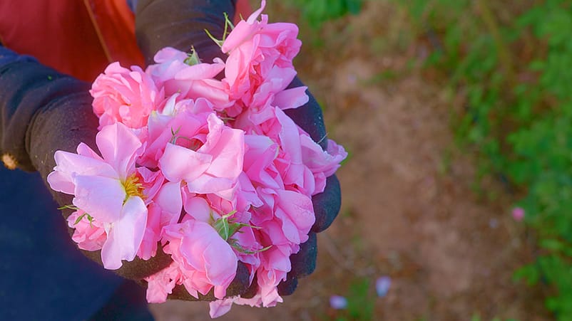 Mann hält Wildrosen in den Händen