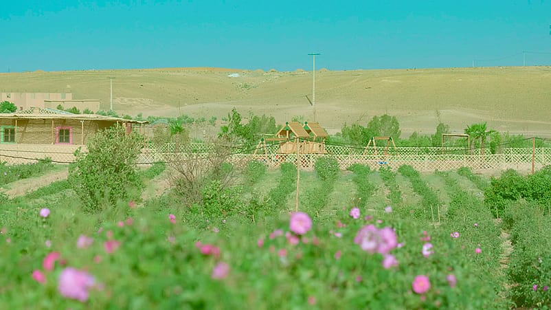 Rosenfeld mit Kinderspielplatz im Hintergrund in Marokko