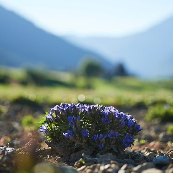 Enzian Boden Alpen