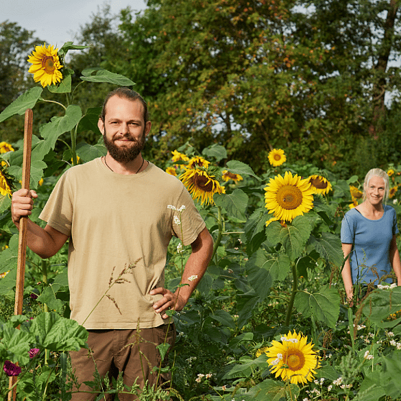 Mitarbeitende im Sonnenblumenfeld