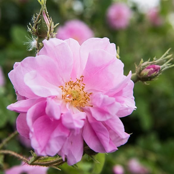 wild rose