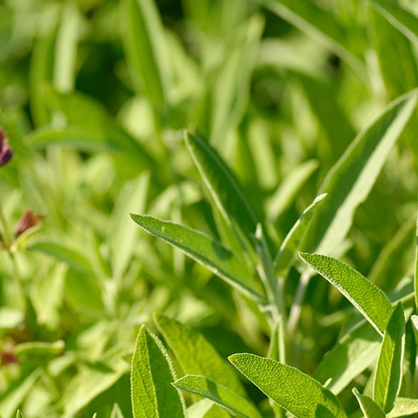 sage leaf
