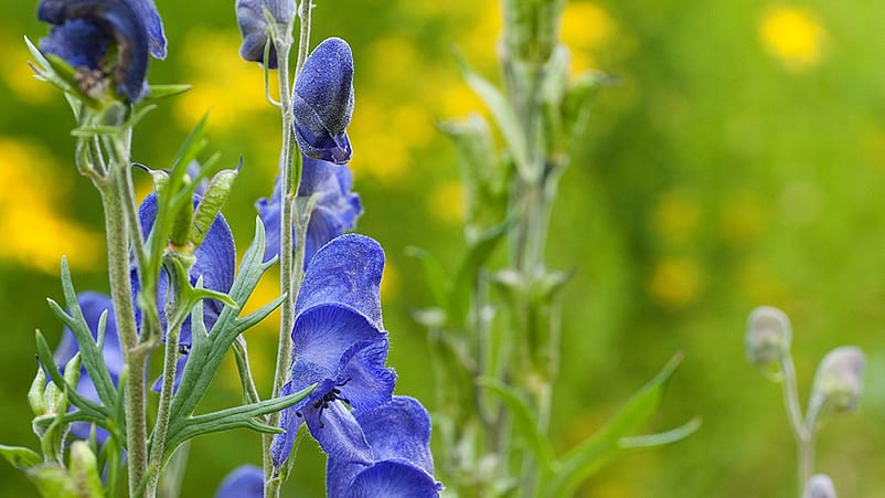 Aconitum
