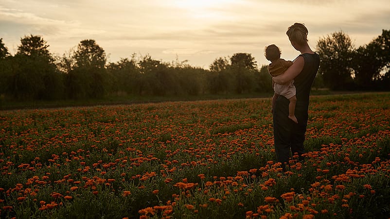 mutter mit kind in einem calendula feld
