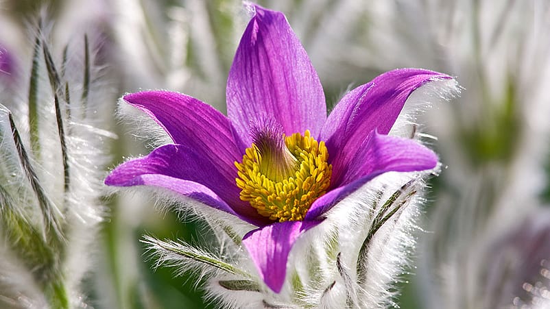 Bluete der Kuechenschelle