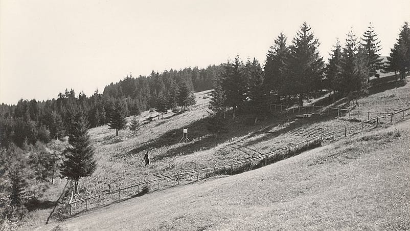 Historisches Bild vom Arnika Anbau im Allgaeu